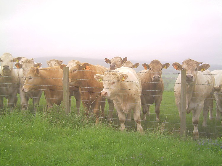 Cows at Dalruscan Farm